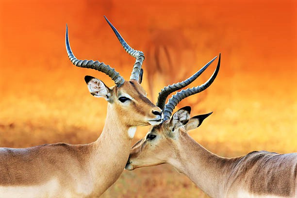 Impala affection ( Aepyceros melampus ) Two male impala's having an intimate moment during a time of battle, the rutting season.