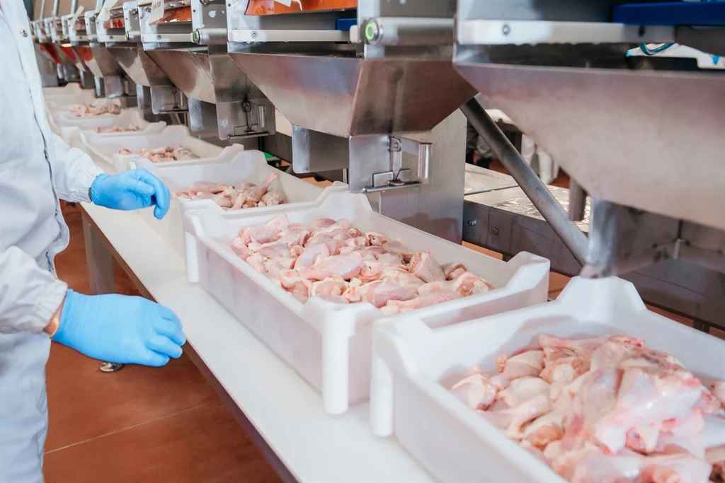 chicken being processed