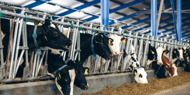 Animal Feeds Bill 2023: How New Law Sets Standards for Animal Feed Production