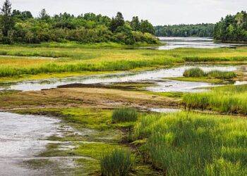 World Wetlands Day 2024: Uganda Cancels 600 Land Titles In Conservation Drive