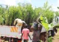 Workers offloading oil palm seedlings at Mayuge