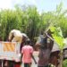 Workers offloading oil palm seedlings at Mayuge