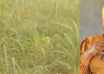 Sugarcane plantation sprayed with dangerous chemicals on orders of the RDC Hawa Ndege