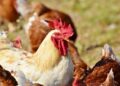New Approaches For Eco-Friendly Poultry Farming