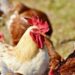 New Approaches For Eco-Friendly Poultry Farming