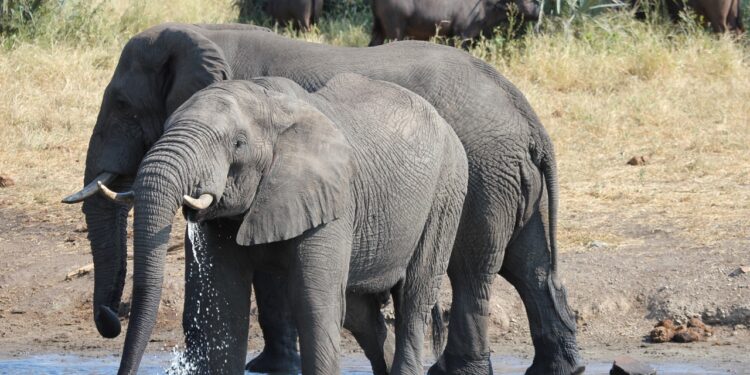 Zimbabwe To Slaughter 200 Elephants As Drought-Induced Hunger Worsen