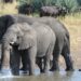 Zimbabwe To Slaughter 200 Elephants As Drought-Induced Hunger Worsen
