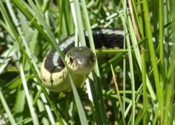 The Hidden Dangers of Snakebites