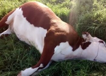 Rakai Launches Sensitisation On Lightning Safety After Deadly Strike