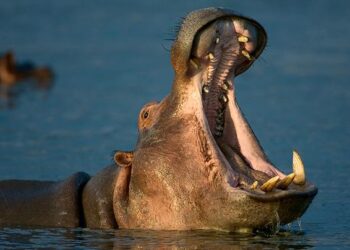 Lwengo Man Attacked, Injured By Stray Hippo