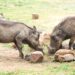 Warthogs whose tusks are crashed and sold in powder form to treat various ailments. Photo by Davis Buyondo