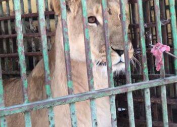 Lion caged,