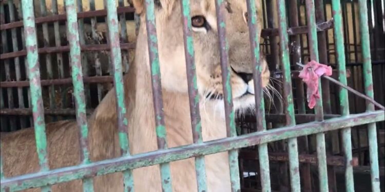 Lion caged,
