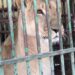 Lion caged,