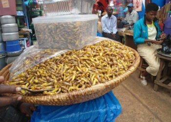 Grasshoppers-nsenene