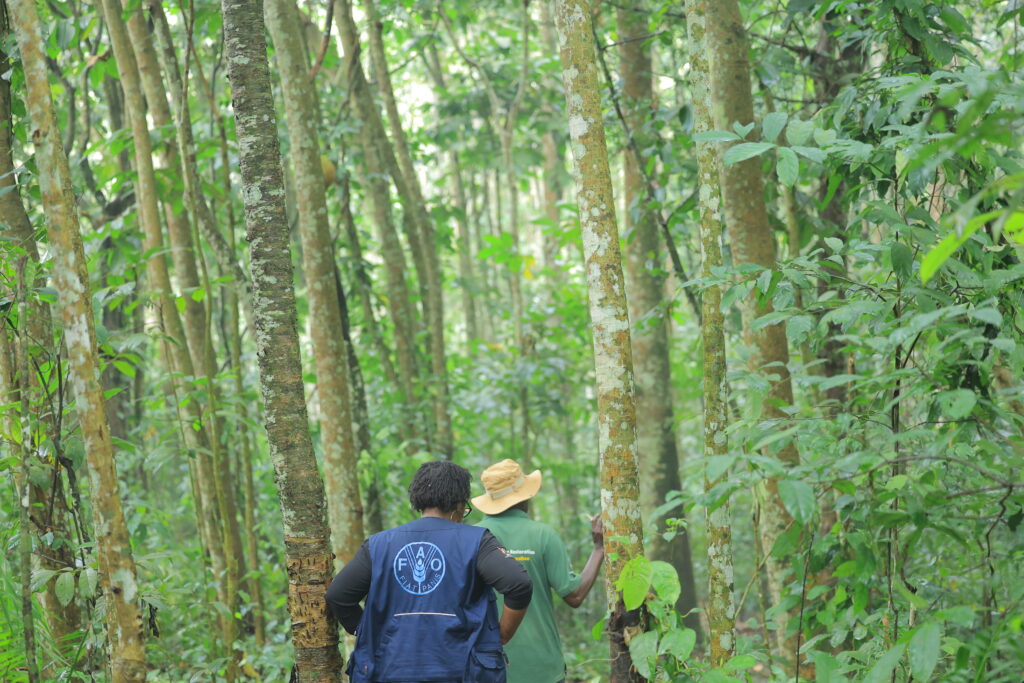 FAO officials assessing conservation efforts in Lazarus Forest - Luwereo district-Uganda
