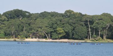 Some of the forests in Kalangala district that need protection. Photo by Davis Buyondo