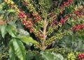 Uganda Adopts Climate-Smart Coffee Farming to Beat Dry Spells