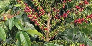 Uganda Adopts Climate-Smart Coffee Farming to Beat Dry Spells