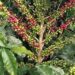 Uganda Adopts Climate-Smart Coffee Farming to Beat Dry Spells