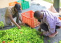 Farmers sorting hot pepper