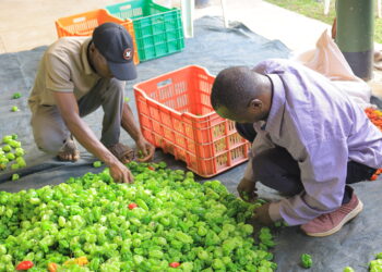Farmers sorting hot pepper