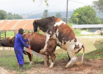 Veterinary Council Sets UGX 500,000 Fee for Veterinary Doctors in New Licensing Drive