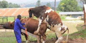 Veterinary Council Sets UGX 500,000 Fee for Veterinary Doctors in New Licensing Drive