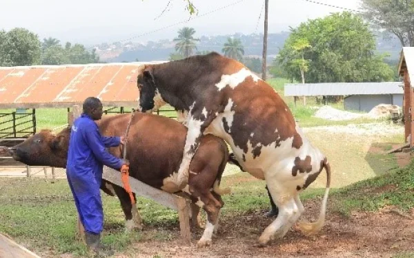 Veterinary Council Sets UGX 500,000 Fee for Veterinary Doctors in New Licensing Drive