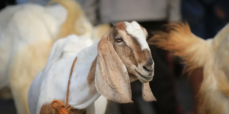 Middle East Conflict Cuts Eid Donations to Uganda’s Vulnerable Muslim Families