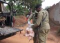 Police officers display one of the chickens recovered at the scene beside the deceased’s body.