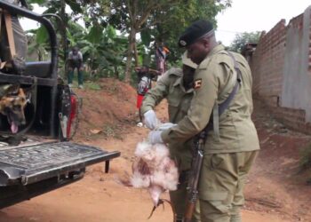 Police officers display one of the chickens recovered at the scene beside the deceased’s body.