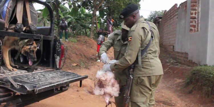 Police officers display one of the chickens recovered at the scene beside the deceased’s body.