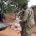 Police officers display one of the chickens recovered at the scene beside the deceased’s body.