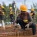 40 Ugandan Migrant Workers Die Abroad in First Half of 2026