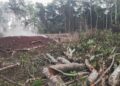 Masaka Forests Under Siege as Encroachers Obtain Titles to Protected Land