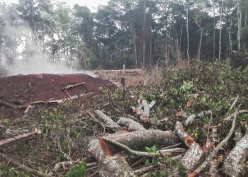 Masaka Forests Under Siege as Encroachers Obtain Titles to Protected Land
