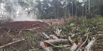 Masaka Forests Under Siege as Encroachers Obtain Titles to Protected Land