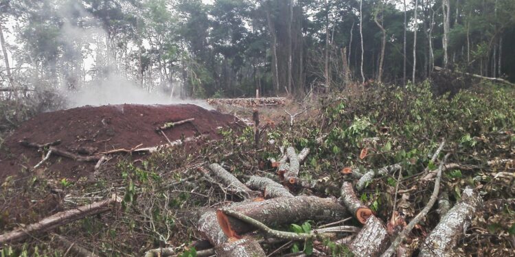 Masaka Forests Under Siege as Encroachers Obtain Titles to Protected Land