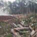 Masaka Forests Under Siege as Encroachers Obtain Titles to Protected Land