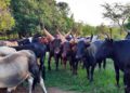 Land Dispute Escalates as Villagers Impound 13 University Boran Cattle