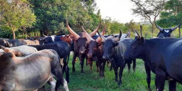 Land Dispute Escalates as Villagers Impound 13 University Boran Cattle