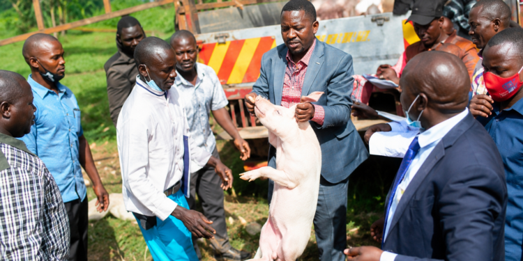 Ahmed Nyombi Mukiibi, the Kalungu District LC5 Chairperson, carries one of the pigs during an Operation Wealth Creation (OWC) livestock distribution exercise in Kalungu District recently.