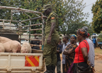 Security personnel inspect pigs brought by livestock traders at the Onduparaka Regional Livestock Market