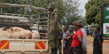 Security personnel inspect pigs brought by livestock traders at the Onduparaka Regional Livestock Market