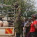 Security personnel inspect pigs brought by livestock traders at the Onduparaka Regional Livestock Market