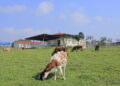 National Animal Genetic Resources Centre and Data Bank (NAGRC&DB)