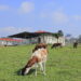 National Animal Genetic Resources Centre and Data Bank (NAGRC&DB)
