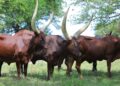 NAGRC&DB Develops High-Milk-Yielding Pure Ankole Dairy Cattle at Nshaara Ranch