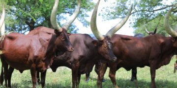 NAGRC&DB Develops High-Milk-Yielding Pure Ankole Dairy Cattle at Nshaara Ranch